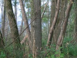 Tn JA 46
