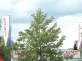 Tn DSC 3240