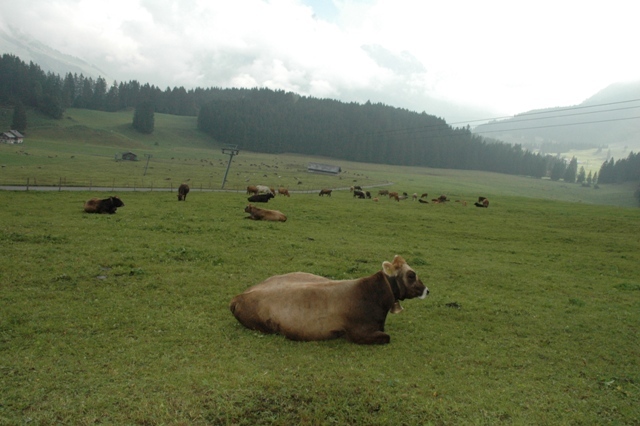 DSC 5231