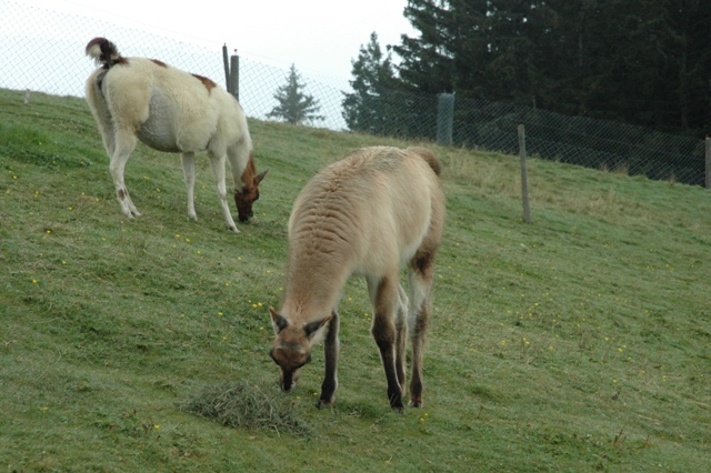 DSC 5361